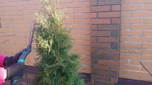 СТРИЖКА ТУИ весной. Туя западная в марте. Формирующая ?