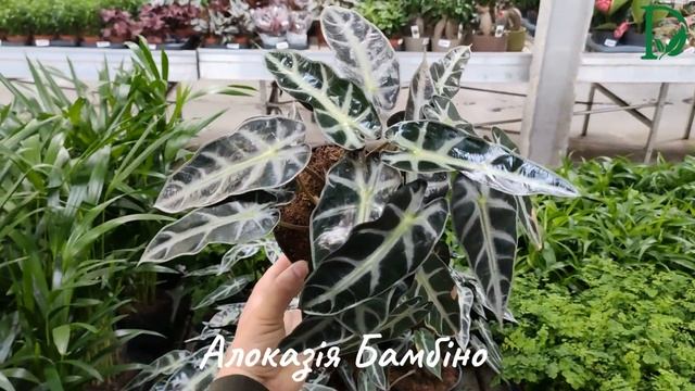 Алоказія Бамбіно (Alocasia Bambino) смотреть онлайн