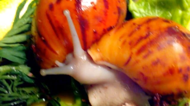 Мои ульки едят клубнику!:-) смотреть онлайн