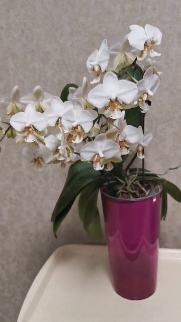 Моё белое облако, вот бы все орхидеи так цвели🥰 смотреть онлайн