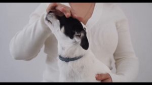 Почему собака ест какашки : Причины и Варианты Решения