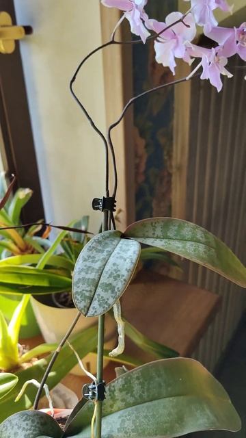 Phalaenopsis schilleriana. Орхидея Шиллериана цветение детки. смотреть онлайн
