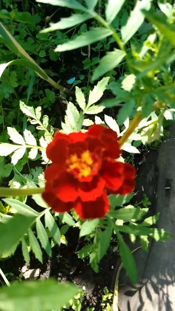 Красивое время, когда всё цветёт#flowers#garden#тюмень смотреть онлайн
