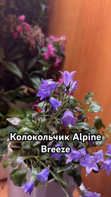 #растения #цветы #колокольчик смотреть онлайн