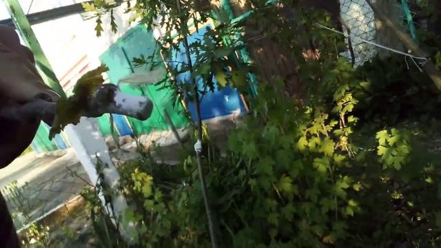 шелковица № 18. плакучая черная . 21 мая 2024 г. смотреть онлайн