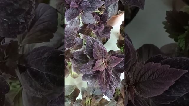 Marooned Американская селекция #coleus #колеус #продажа #чере?