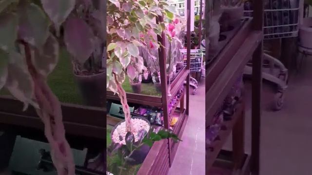 Орхидеи в Леруа Мерлен г Омск 22.10 смотреть онлайн