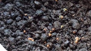 Как можно посадить инжир из семян .