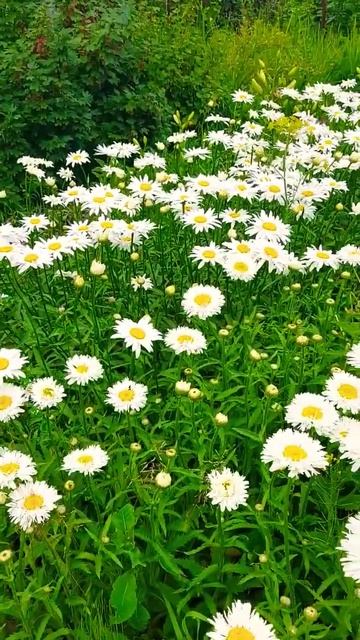 Французские ромашки и лилия ...#образование #дача #подп? смотреть онлайн