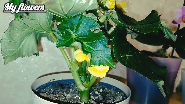 Почему желтеют, сохнут и скручиваются листья у Бегони? смотреть онлайн