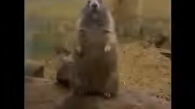 Dramatic Chipmunk DOUBLED!!! Юмор! Прикол! Смех смотреть онлайн
