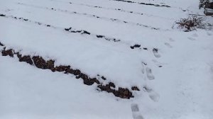 Чехол на теплицу из армированной плёнки. Первый минус.