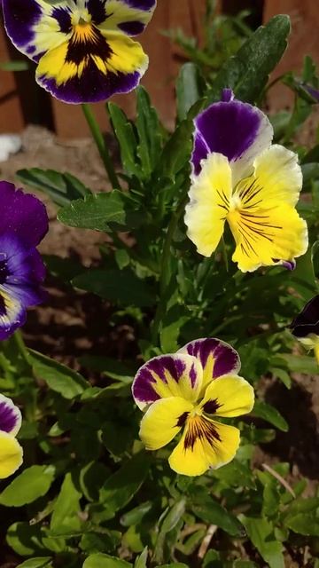 Как получить разные🌺🌸🏵️ расцветки Виолы 💐💐💐 #с? смотреть онлайн