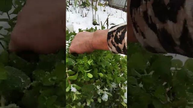 є ароматна м'ята - буде смачний чай на всю зиму 🥰 #м'ята смотреть онлайн
