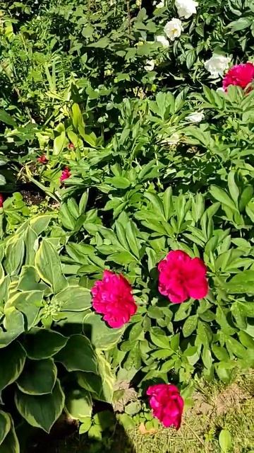 Пионы в сквере Владимирского собора. #tataanriпитер смотреть онлайн