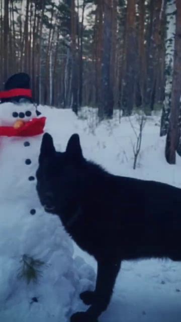 в этом видео у меня там моя собака есть. и подарки. смотреть онлайн