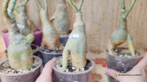 Мои взрослые адениумы и малыши подростки #adenium #адениу?