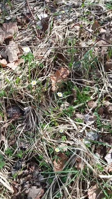 Белые подснежники (ветреница) начинают цвести. 10.04. 2024. смотреть онлайн