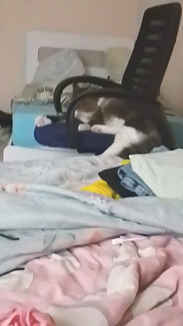 марские свинки и кот и собака есть#хомяк смотреть онлайн