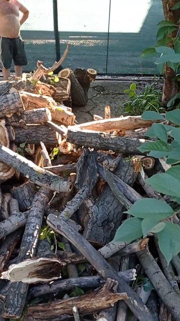 Дрова на зиму#мукбанг #рек #дрова #заготовканазиму