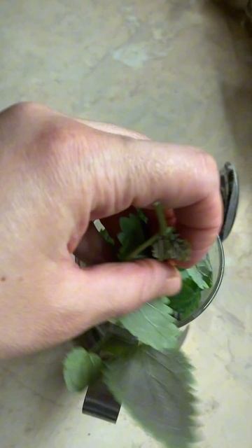 Вырастила мяту, пью чай! #чай #мята #огороднаокне смотреть онлайн