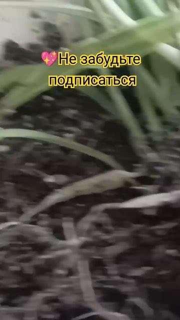 🍀Хлоро-ум любит редкий полив и просушку. #растения #ре смотреть онлайн