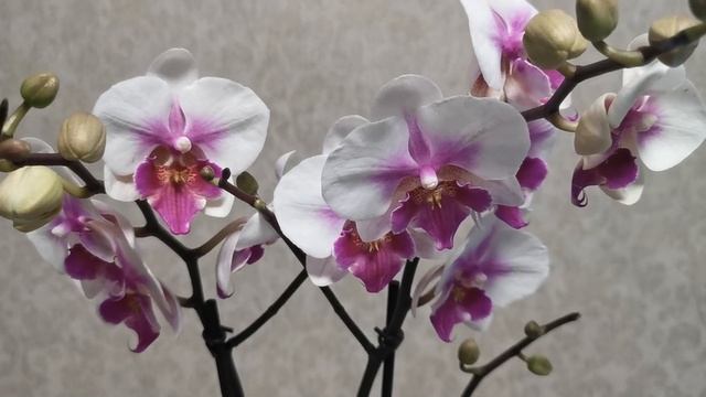 РОЗЫГРЫШ!!! Орхидея в феврале.. 🌸 смотреть онлайн