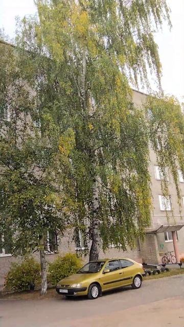 2 октября 2023 г.# красивое авто и берёза#beautiful car and birch смотреть онлайн