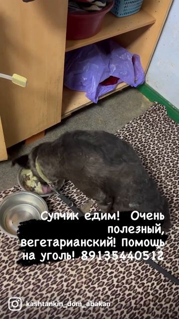 Сказки из жизни приют Хакасия Можно смотреть всегда смотреть онлайн