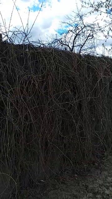 20.03.24 из серии: ох уж эти Сормовские заборы😉 Нижний Но? смотреть онлайн