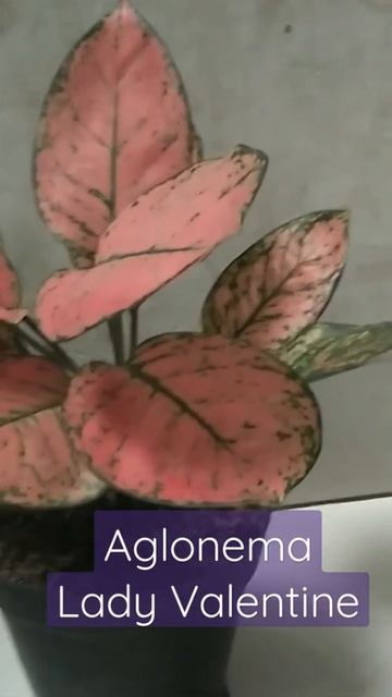 aglonema lady valentine смотреть онлайн