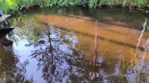Спасаем Форель от летнего Замора в дачном пруду