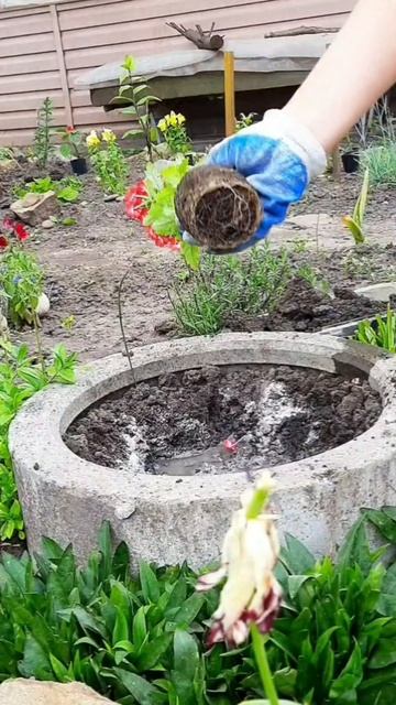 Посадка квітки Вербени 🌺 смотреть онлайн