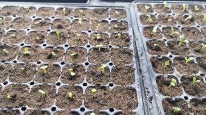 Посадка, всходы,сроки цветения гацании(газании).