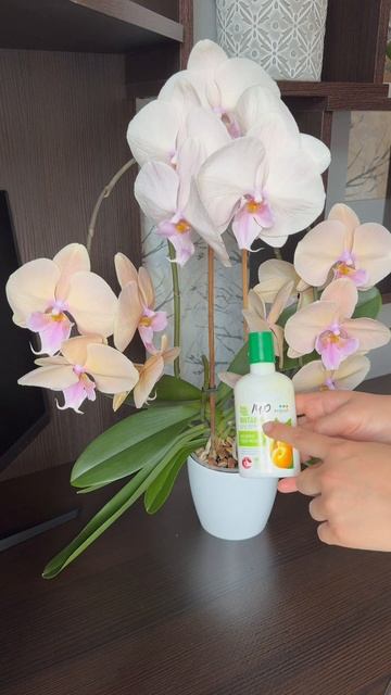 Используете Янтарин для своих орхидей? #орхидеи #орхид смотреть онлайн