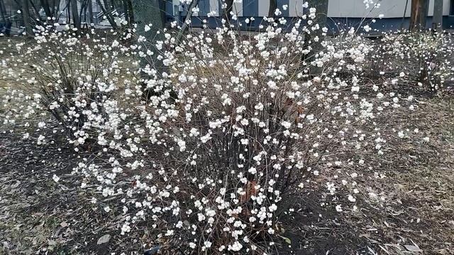 Снежноягодник белый, Symphoricarpos albus. Питомник Садпочтой.р смотреть онлайн