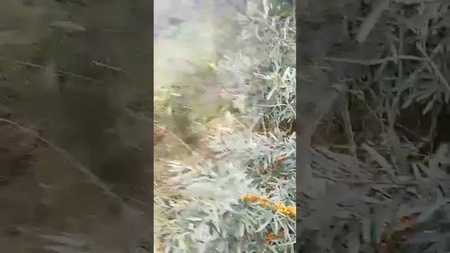 море ягоды) смотреть онлайн