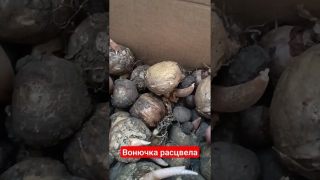 Аморфафаллюс смотреть онлайн
