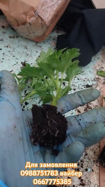 Пеларгонія королівська укорінені саджанці #герань#ко? смотреть онлайн