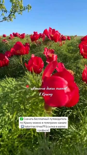 Дикие пионы в Крыму 😍 #крым #море #рек #белаяскала #сим? смотреть онлайн