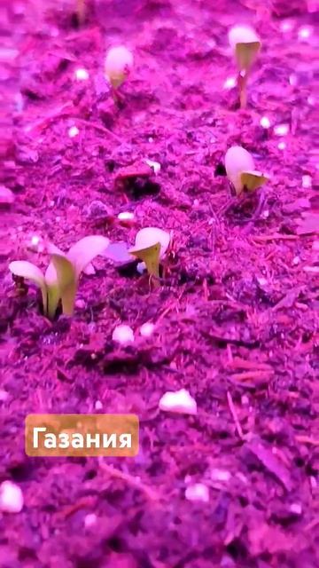 Гадания. Цветок солнце ☀️#тепличныйбизнес #газания смотреть онлайн