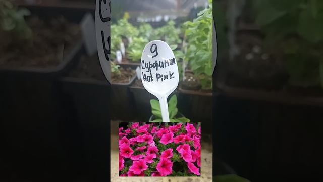 Обзор вегетативной петунии 9. смотреть онлайн