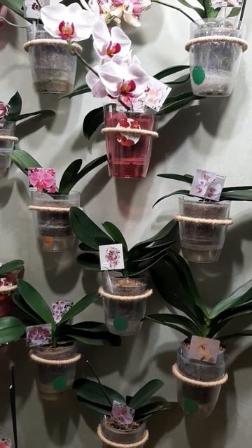 орхидеи в ШОКЕ, так им и надо 😅 #орхидеи смотреть онлайн