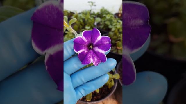 Новинка! Петуния Ред Карпет Блу Даймонд цветёт. смотреть онлайн