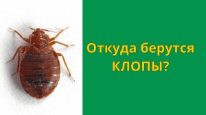 Откуда берутся клопы постельные в квартире?