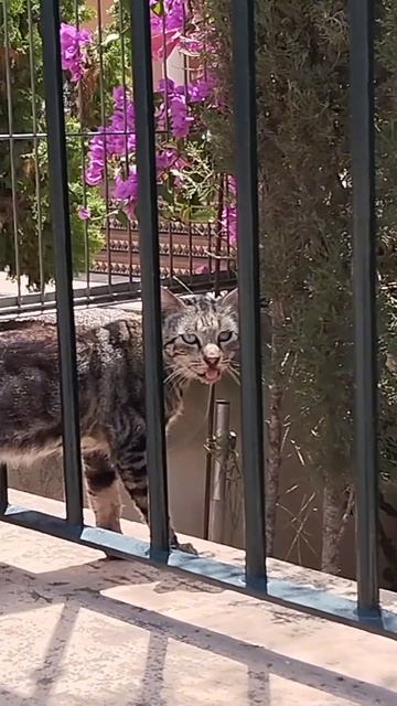 То ли жарко, то ли валерианы натрескался 🐯😁 #кошки #и? смотреть онлайн