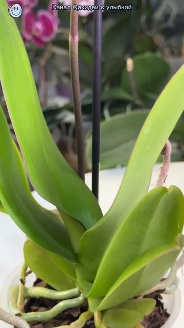 Как выбрать ЗДОРОВУЮ орхидею к 8 марта? #orchid #орхидеи #о? смотреть онлайн