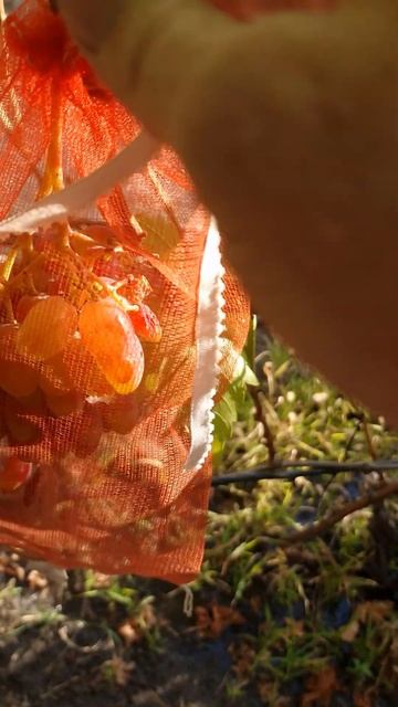 Как легко сорвать гроздь винограда без секатора. Shorts #? смотреть онлайн