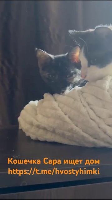 Котёнок Сара. Возраст около 5 месяцев, ищет дом. #cat #kitten смотреть онлайн