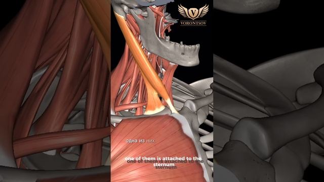 Отеки на лице, как убрать отечность? #отечность #саморе смотреть онлайн